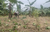 Regeneration by agroforestry, with patchouli, banana and cloves, in Mahalevona Madagascar