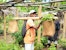 Sylvanot Velo Randranasolo, Green Ambassador, picking seedlings to plant at home. Mahalevona, Madagascar