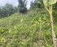 Reforestation with agroforestry, that includes banana and cocoa in Mahalevona, Madagascar