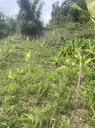 Reforestation with agroforestry, that includes banana and cocoa in Mahalevona, Madagascar