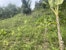 Reforestation with agroforestry, that includes banana and cocoa in Mahalevona, Madagascar