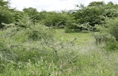 Recovering wetland vegetation in the Gambella riparian zone, Meru County