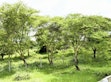 Restored riparian zone along the Gambella Wetland, Meru County.