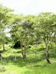 Restored riparian zone along the Gambella Wetland, Meru County.