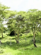 Restored riparian zone along the Gambella Wetland, Meru County.
