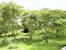 Wiederhergestellte Uferzone am Gambella-Feuchtgebiet, County Meru.