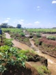 Soil erosion and sediment runoff in the Gambella Wetland catchment, Meru County.