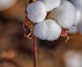 Cotton