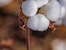 Cotton