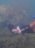 Simangele Sithole diving to conduct her research in Lamu, Kenya