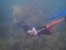 Simangele Sithole diving to conduct her research in Lamu, Kenya