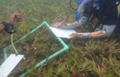 Simangele Sithole records seagrass data as part of underwater fieldwork in Lamu, Kenya.