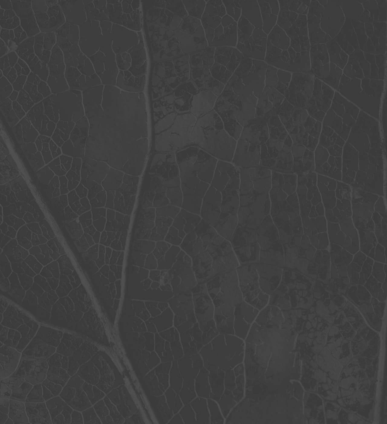 Gray stylish background, close-up of a leaf