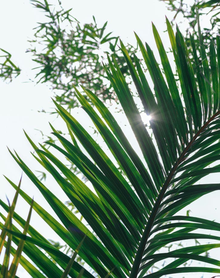 plant