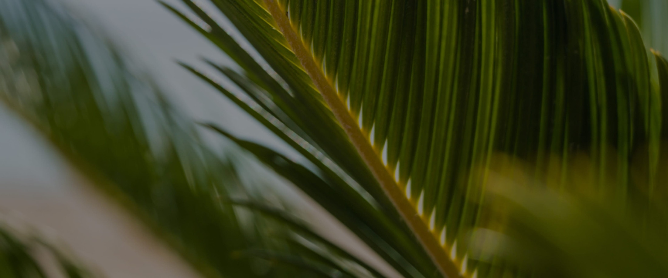 Banner media