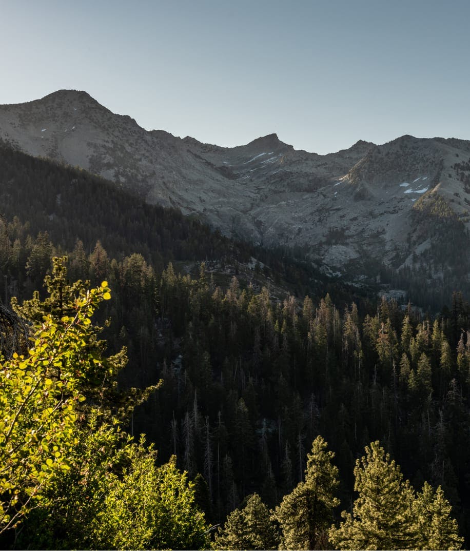 Forest near mountains