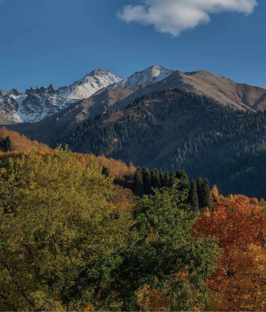 Forest and mountains