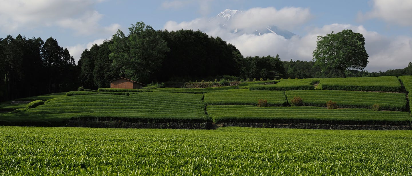 Uji is the birthplace of ceremonial matcha. Discover how climate, tradition, and craftsmanship shape the quality behind every cup.