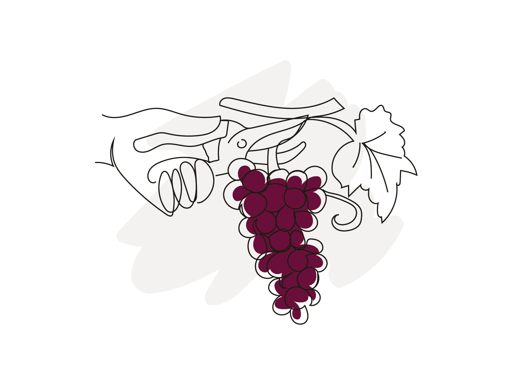 Inquadramento tecnico della vendemmia