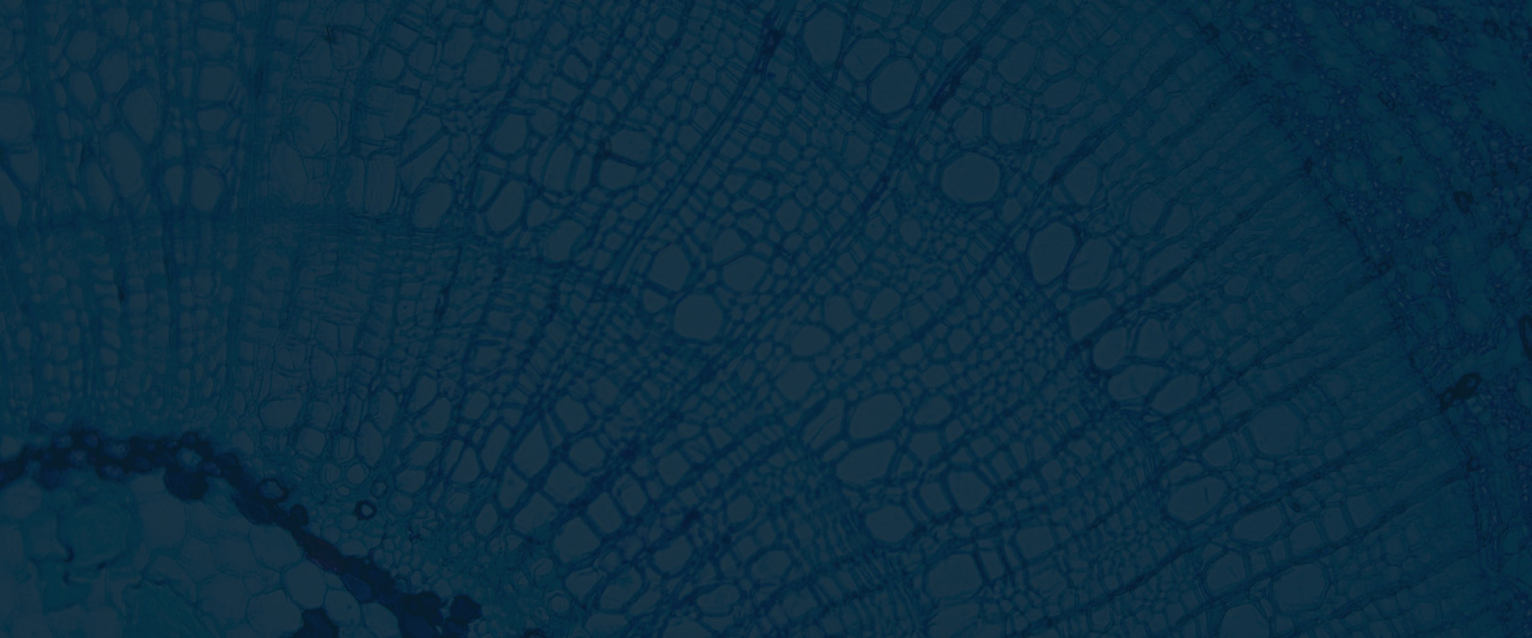 Banner media