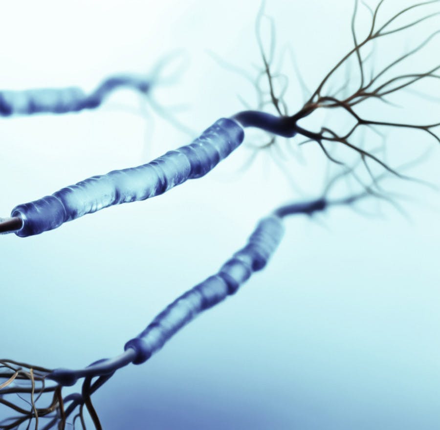 closeup of brain nerves