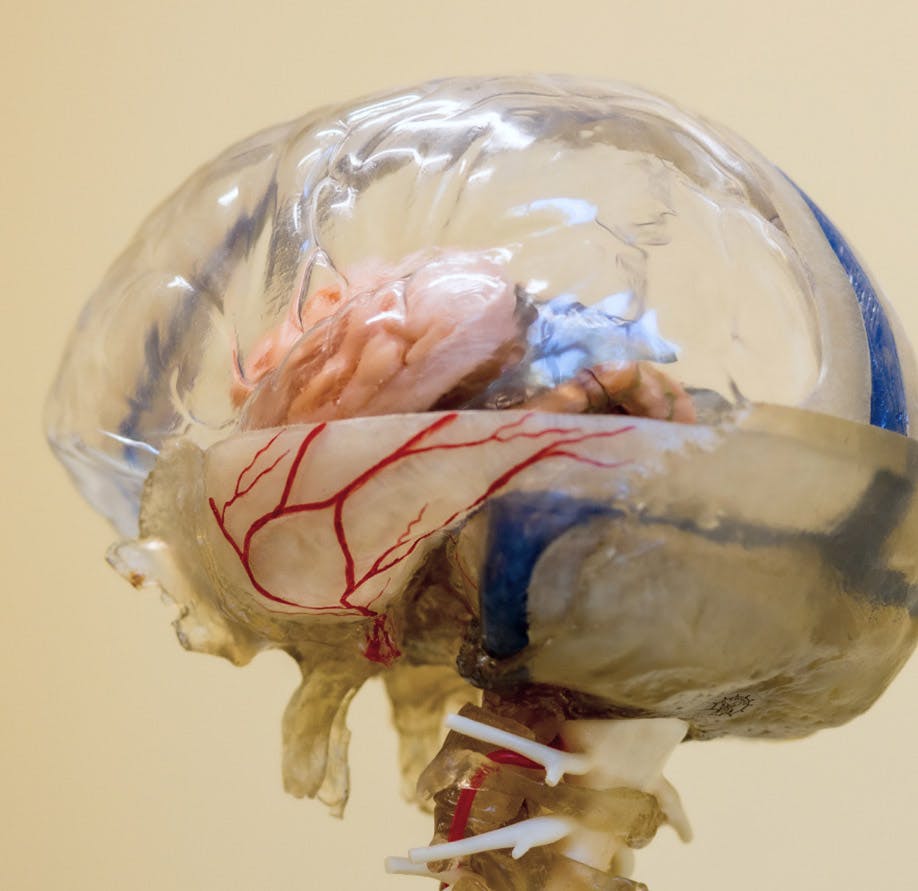 model of a brain
