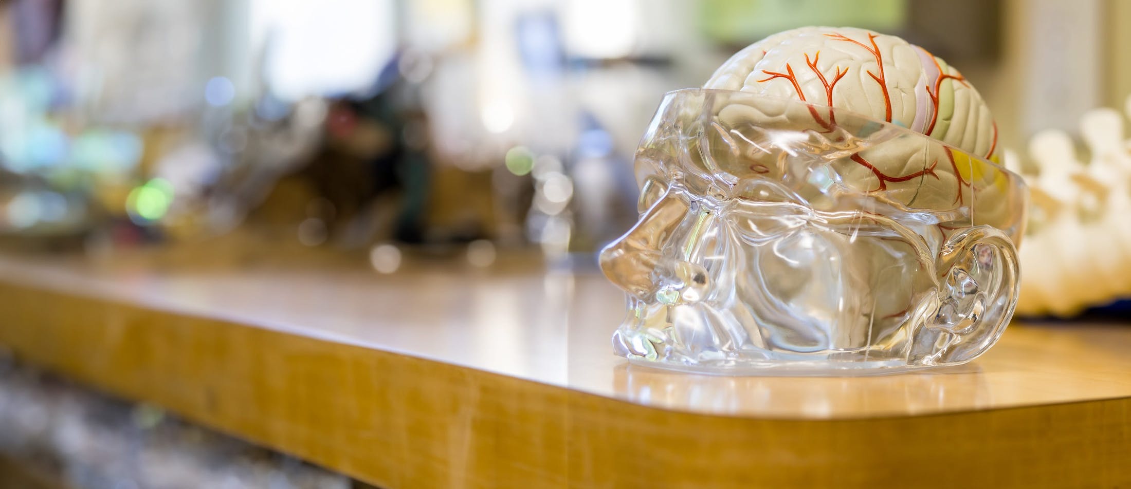 plastic skull with brain