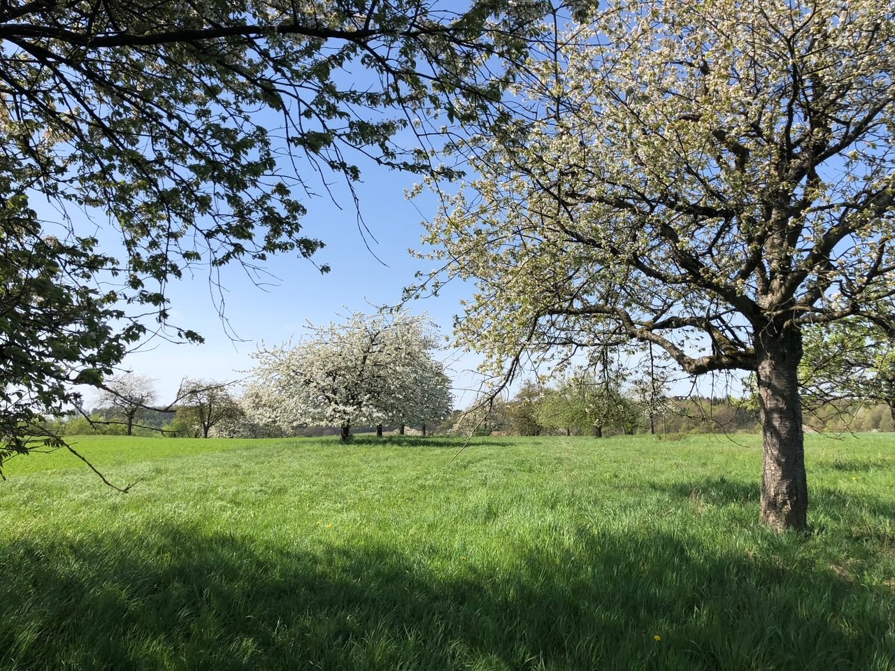 Trees on a Lawn