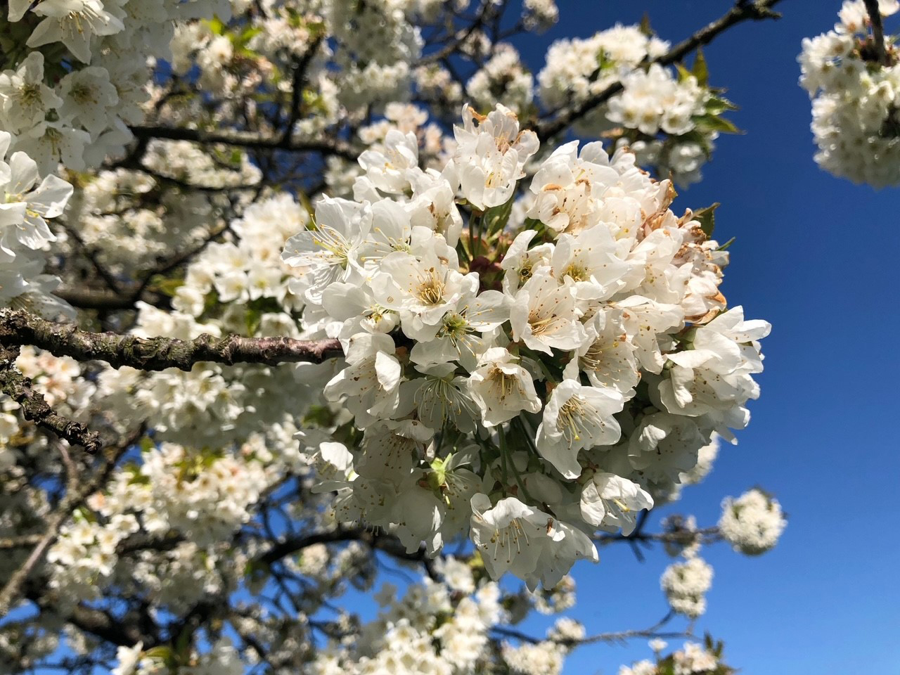 Blossoming tree