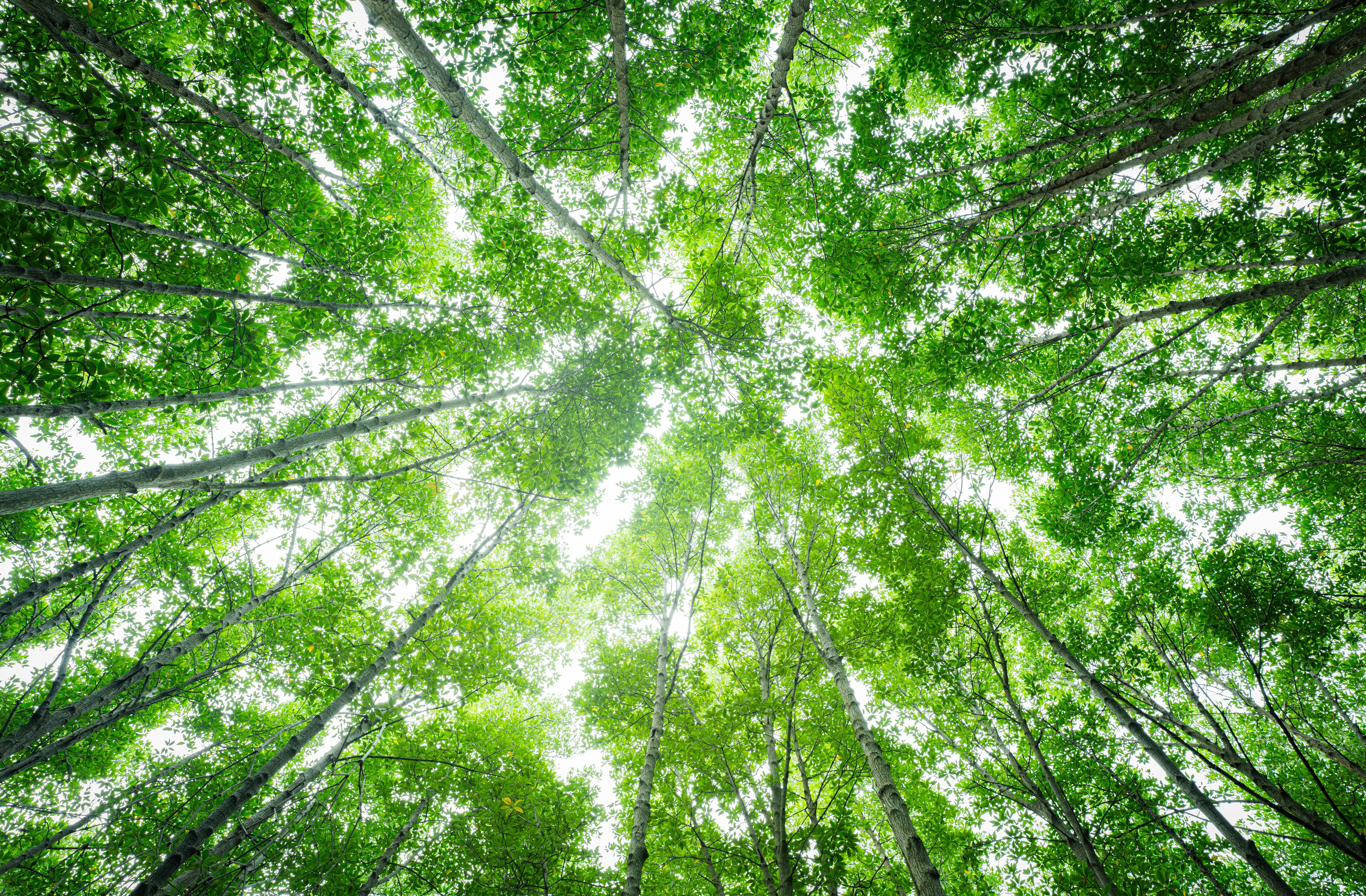 Trees from below