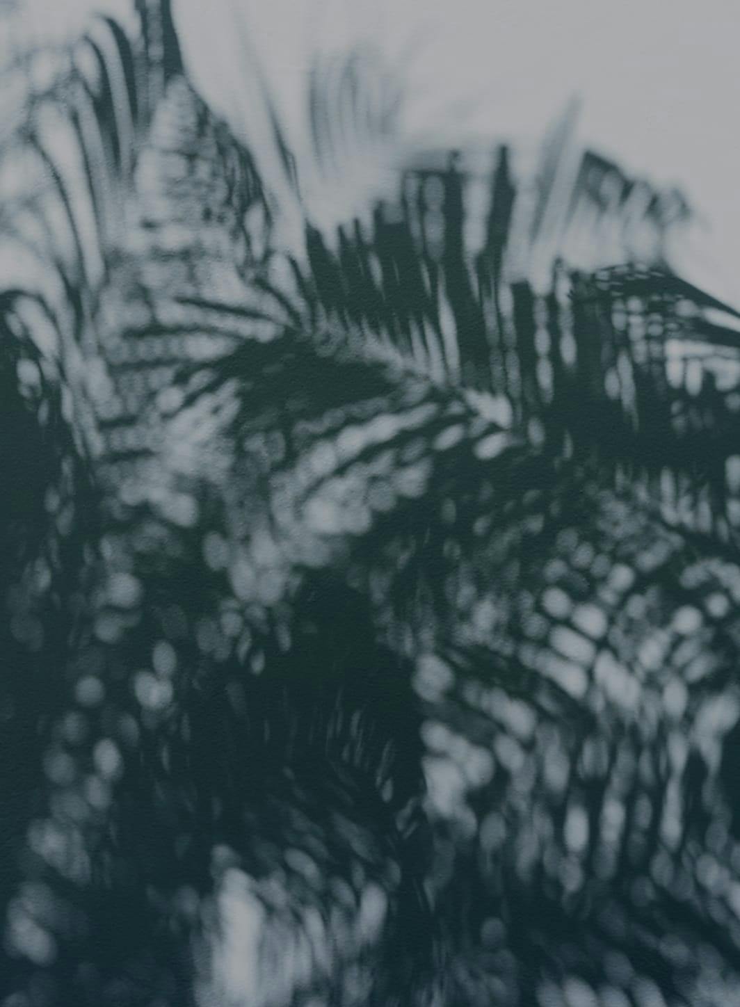 Blurry, close-up image of branches