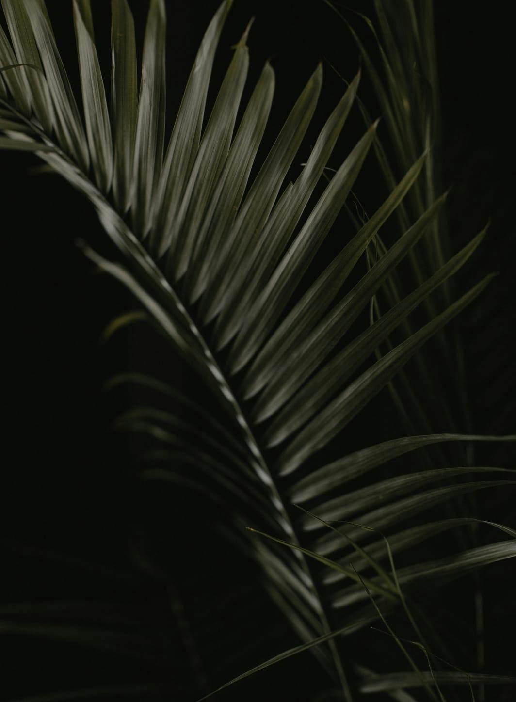 Close-up of a branch in the dark