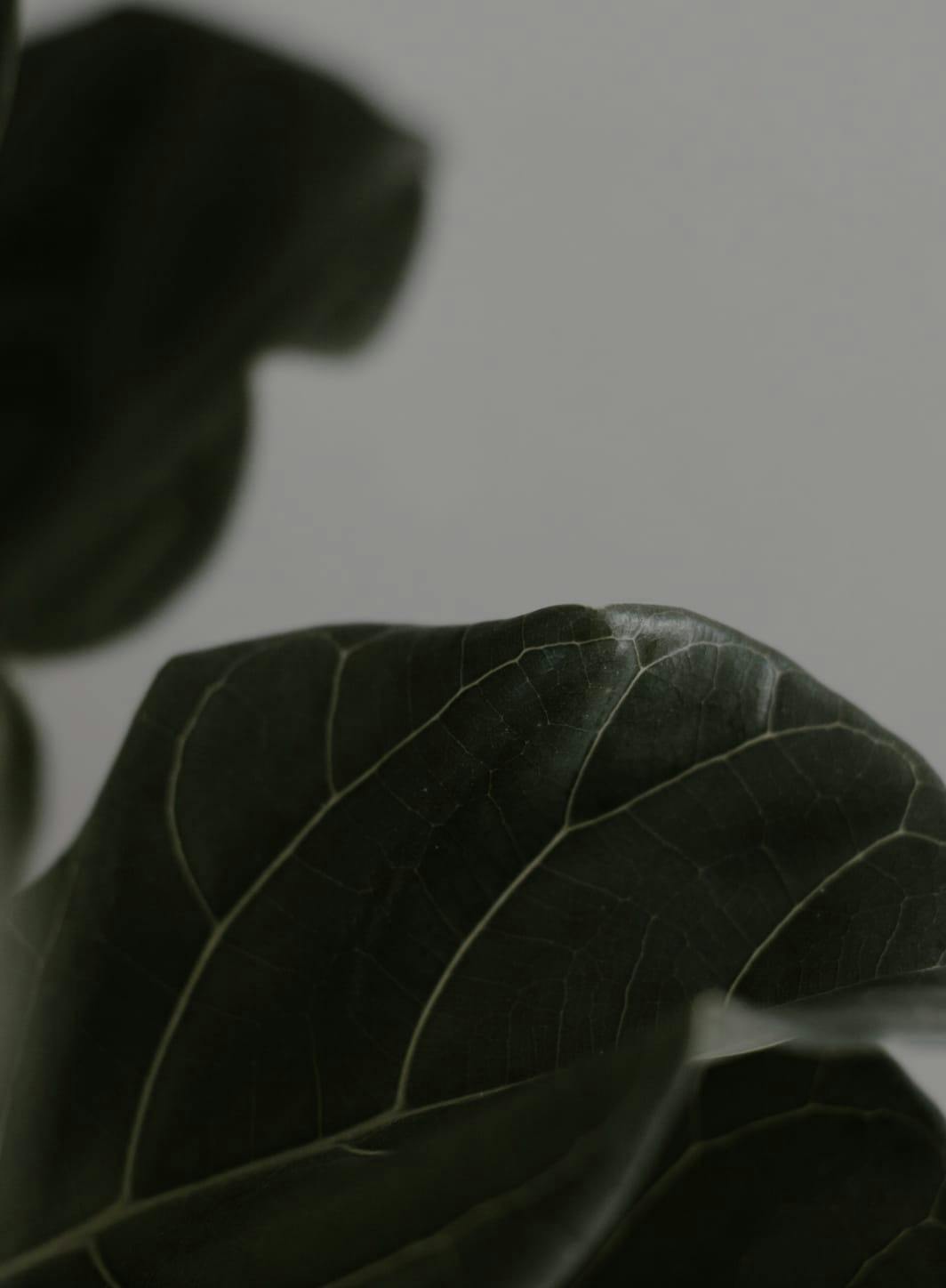 Close up of some leaves