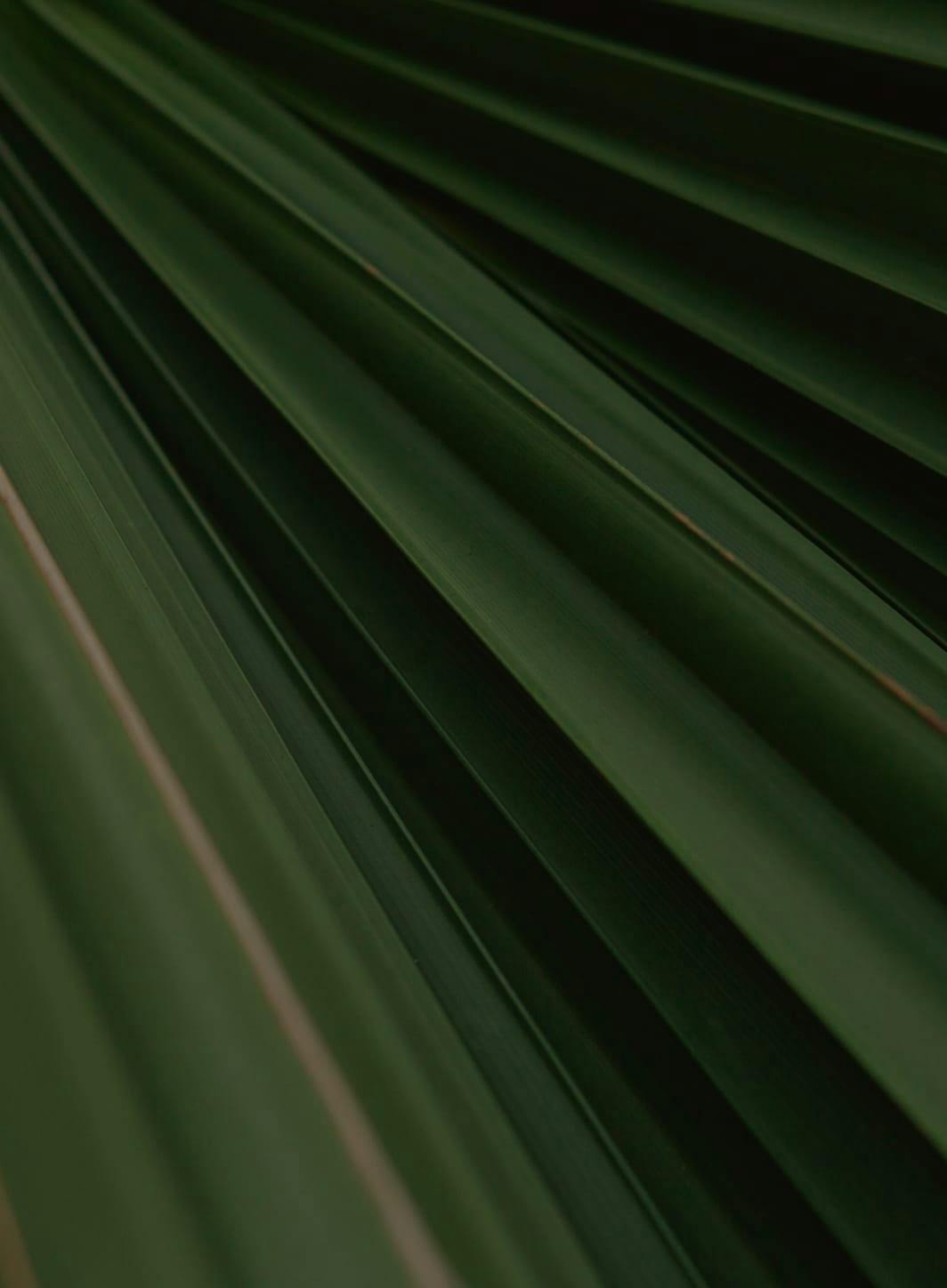 Close-up of plant leaf