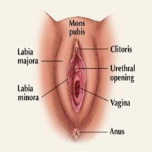 labiaplasty beverly hills