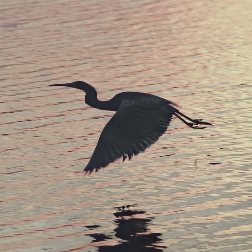 crane flying over water