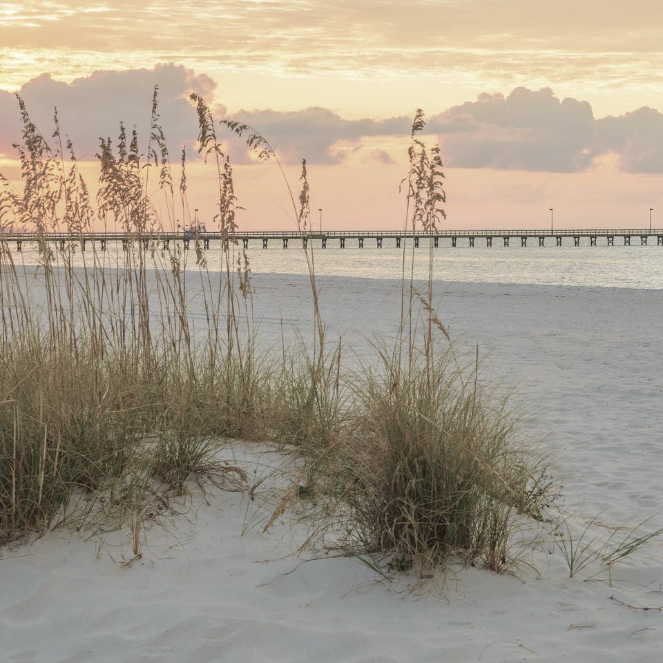 weeds on a beach