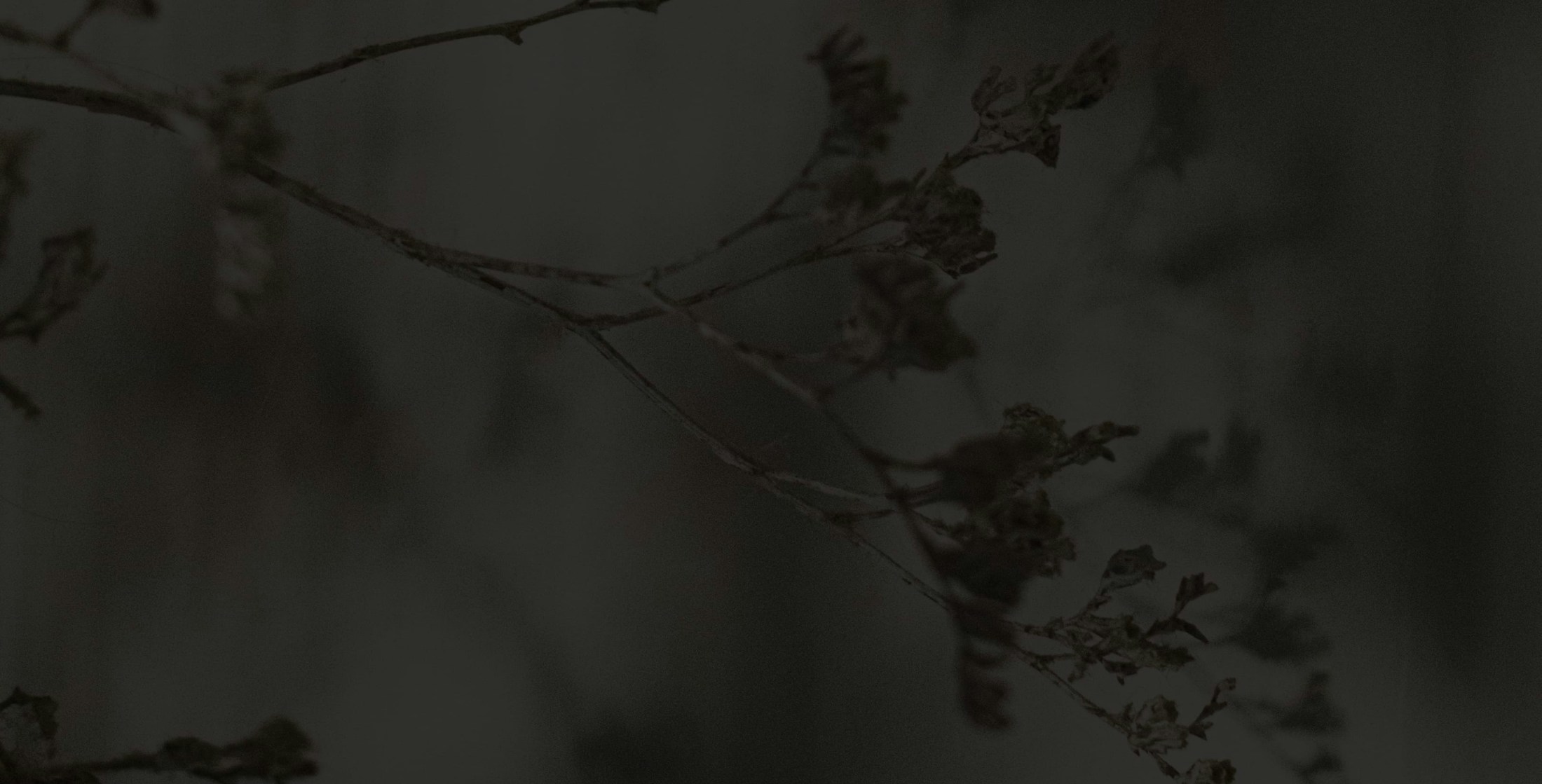 Banner media