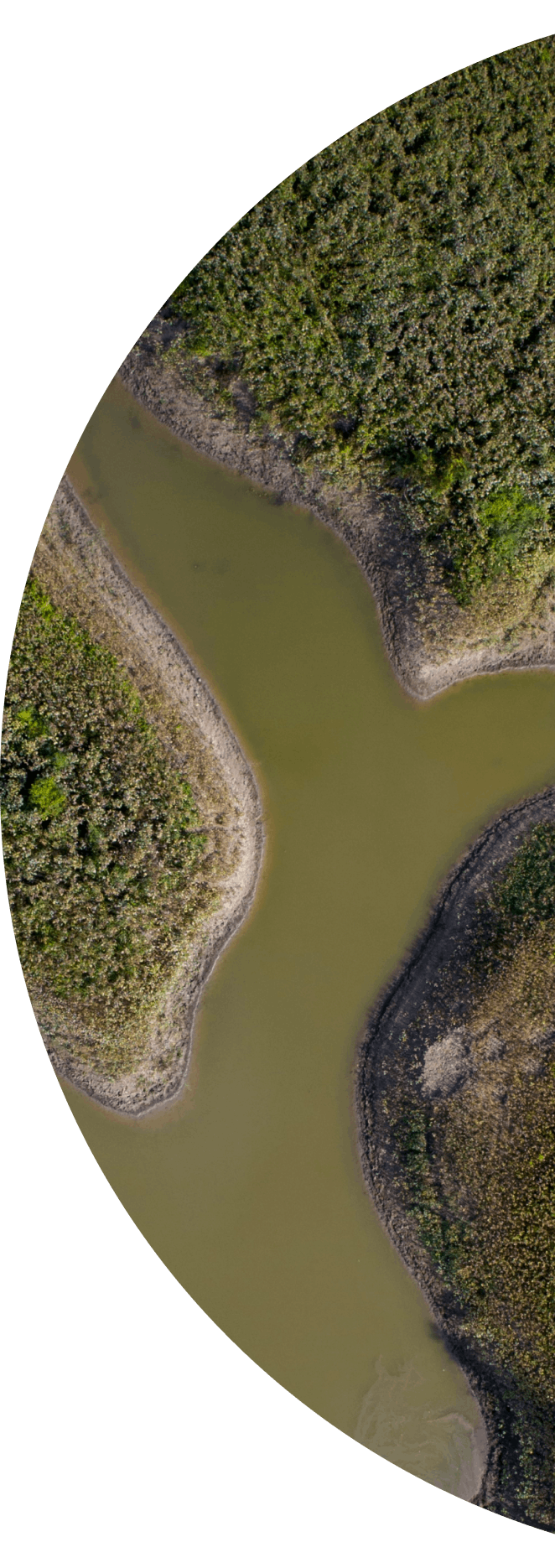 background imagery of a swamp