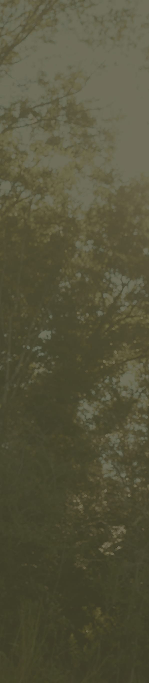 Background imagery