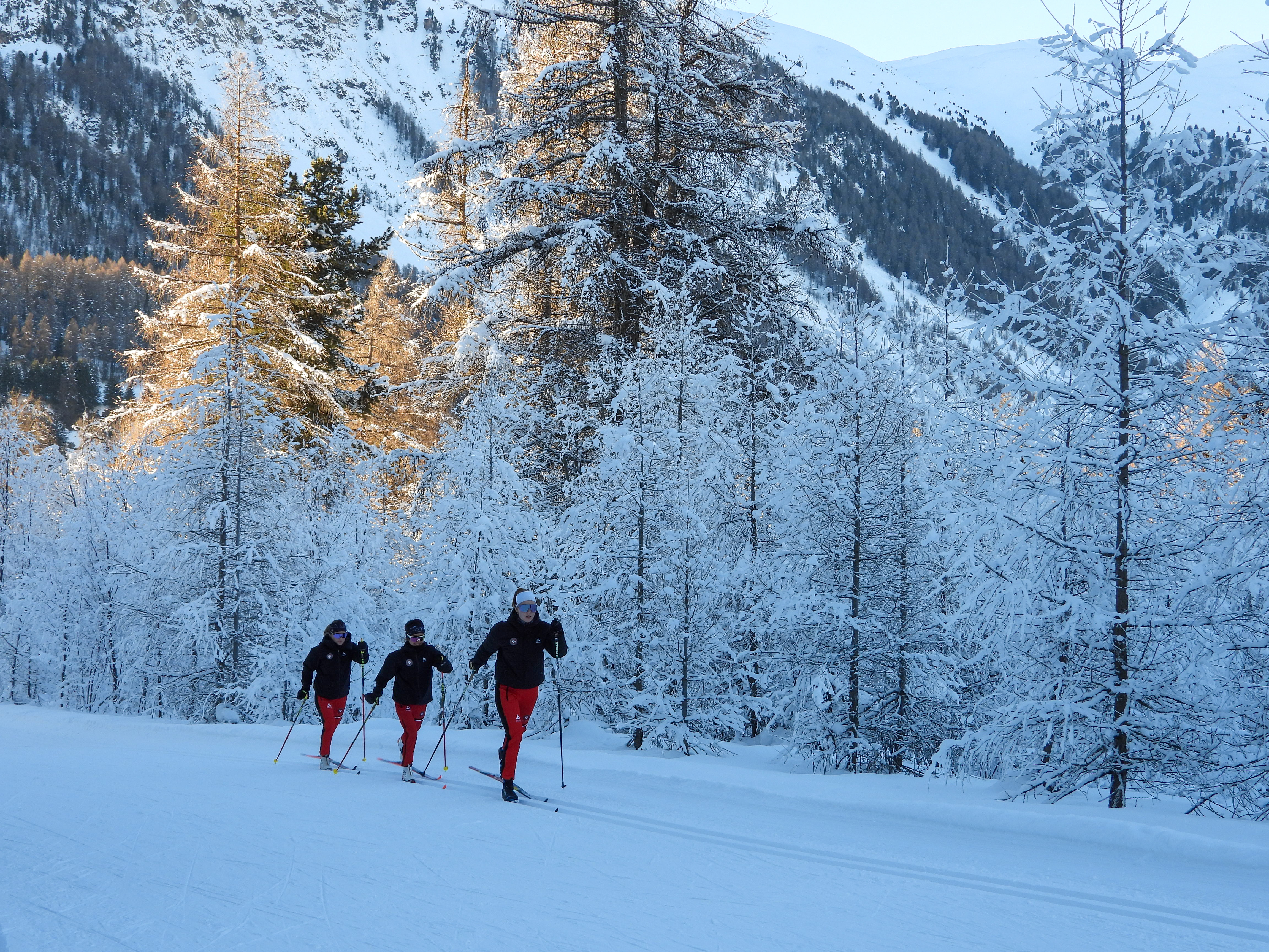 Cross-country classic in front of a snowy forest