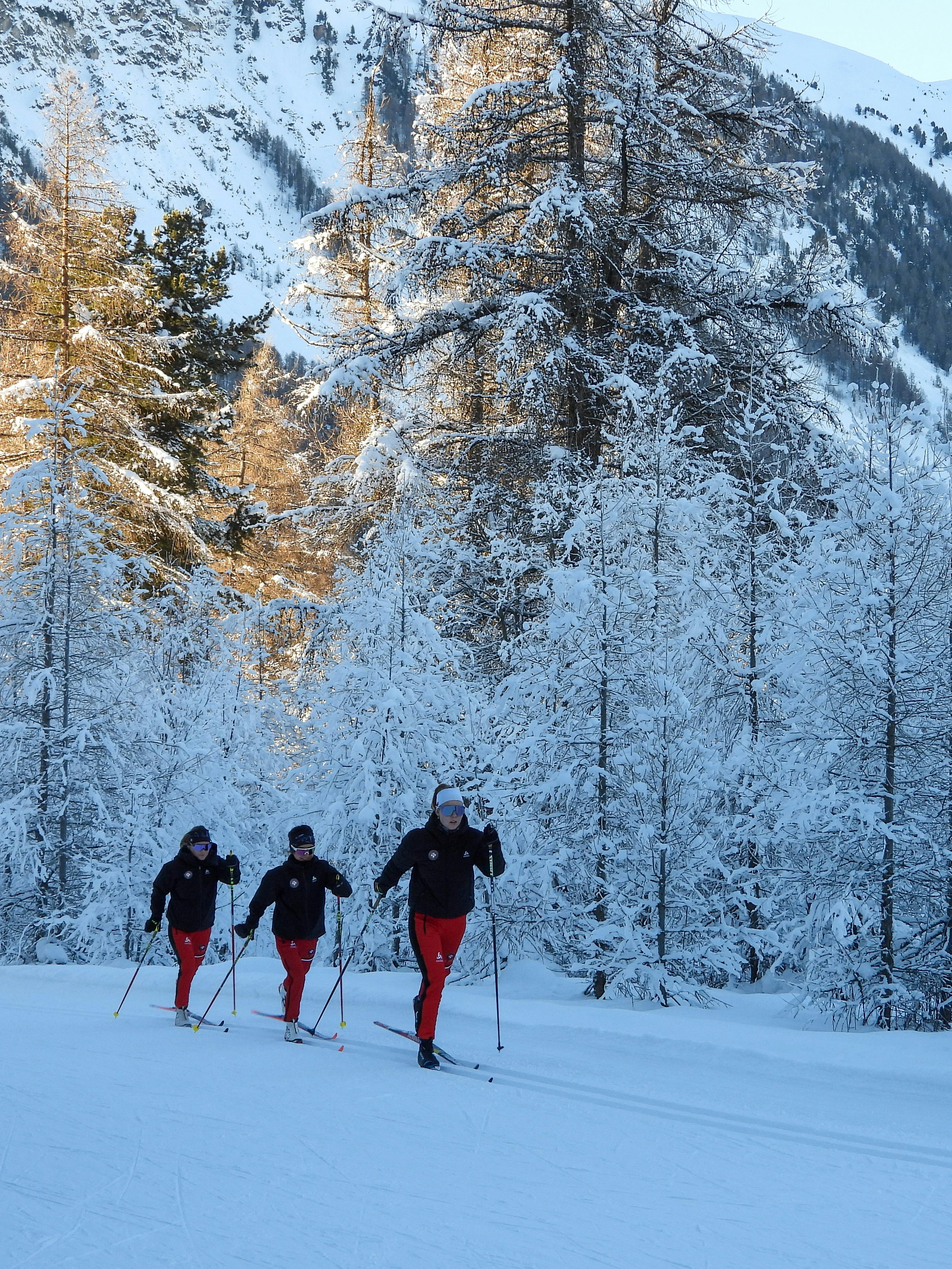 Cross-country classic in front of a snowy forest