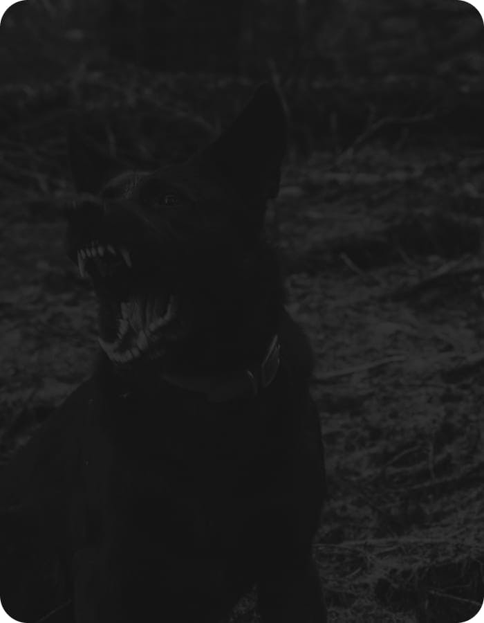 Dog Bites