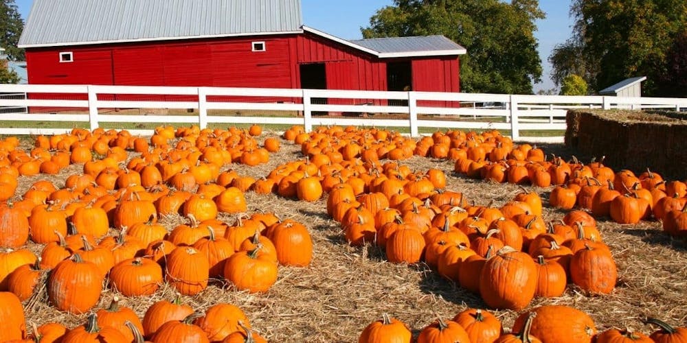 pumpkin farm in federal way