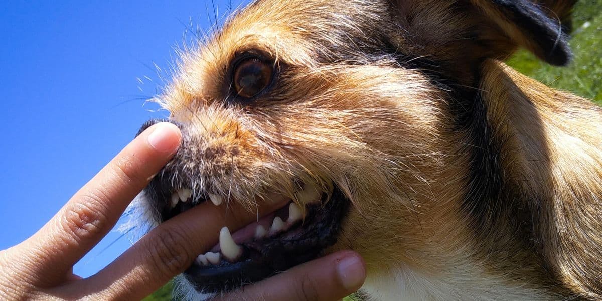 small dog biting finger