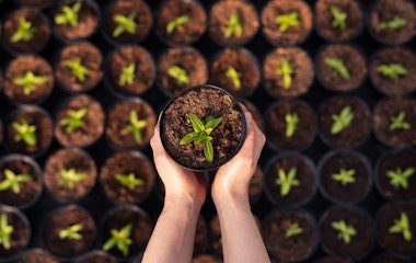 Hände halten eine kleine Topfpflanze über einem Gitter aus ähnlichen Töpfen mit jungen Pflanzen in Erde.