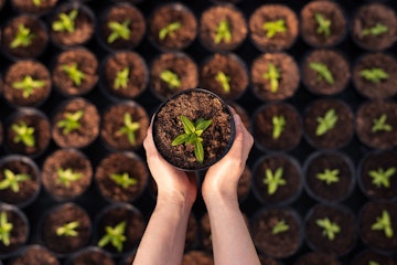 Hände halten eine kleine Topfpflanze über einem Gitter aus ähnlichen Töpfen mit jungen Pflanzen in Erde.