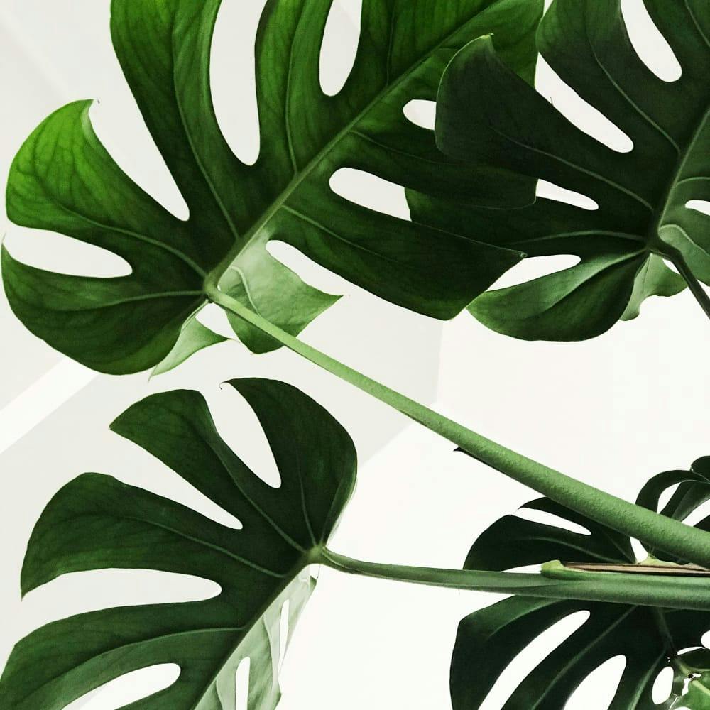 Close up of some green leaves
