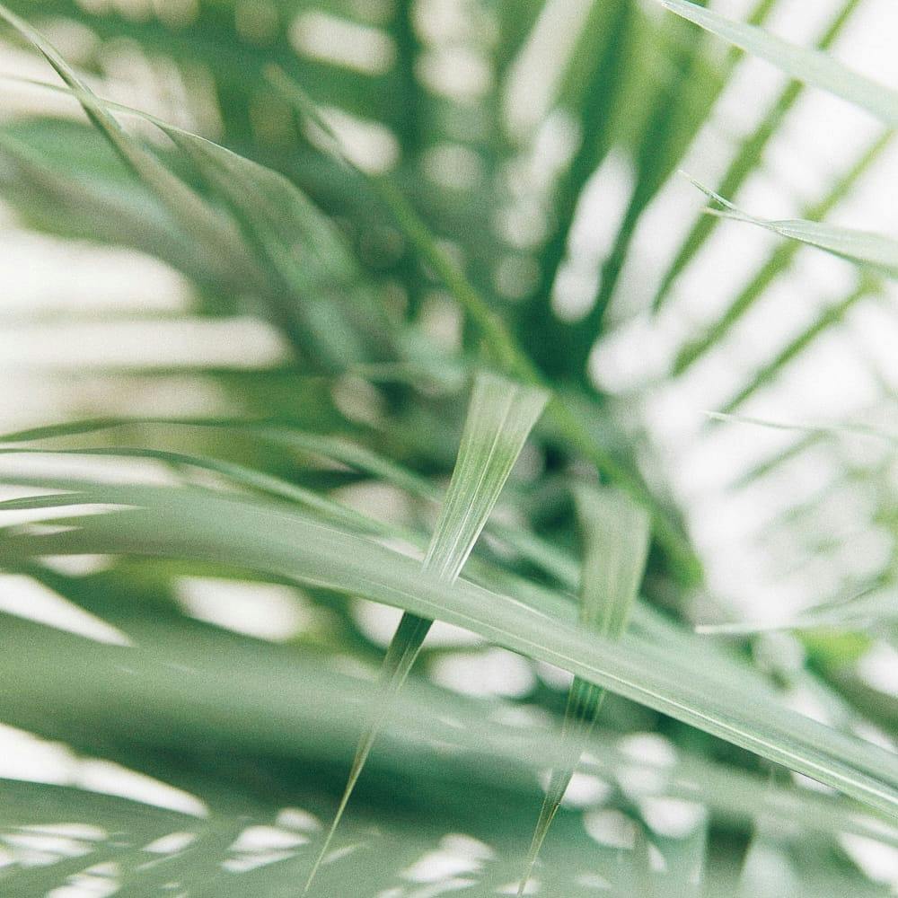 blurred photo of fern leaves