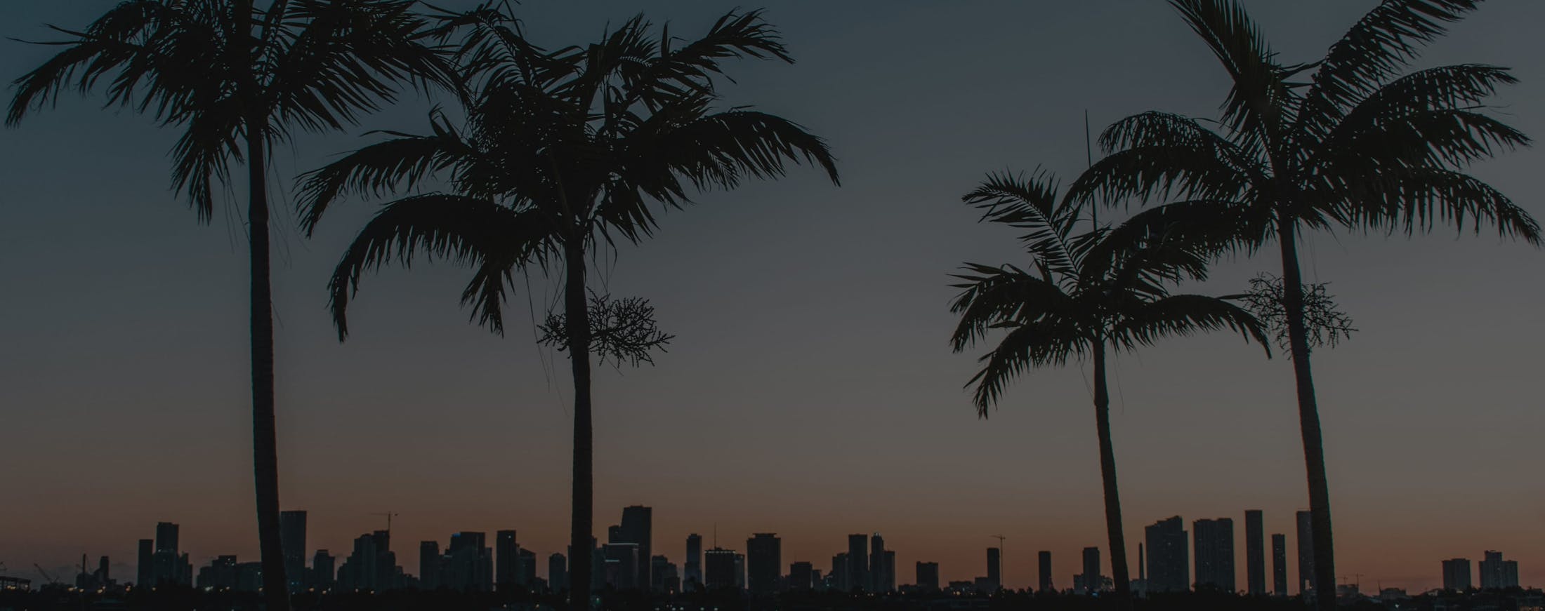 sunset and palm trees